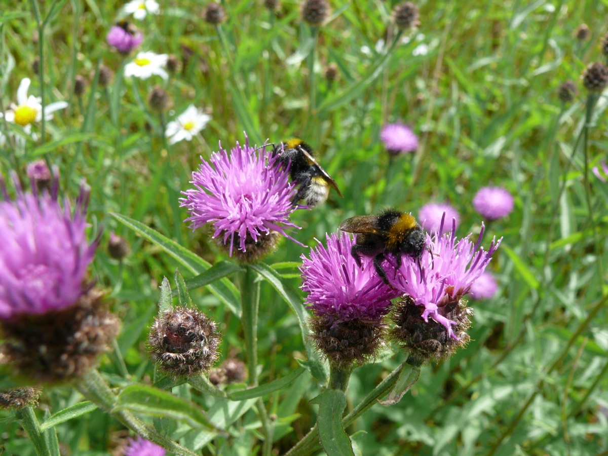 Bee on British wildflowers