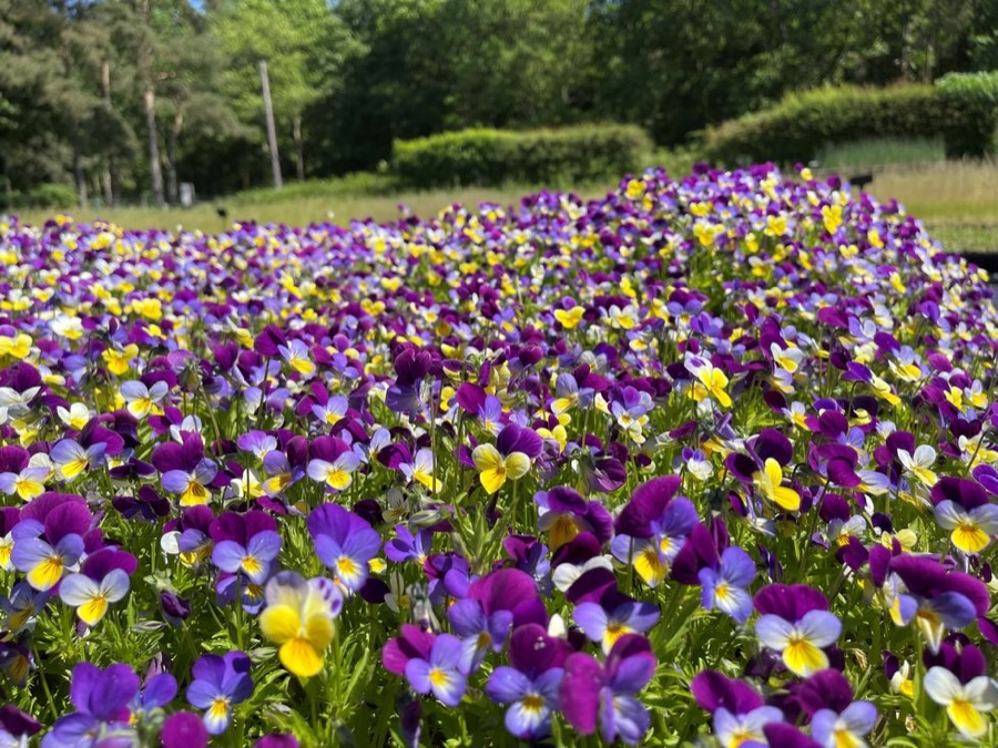 British-grown violas in flower