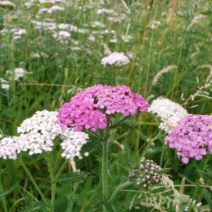 UM11 Patchwork wildflower mix in flower, with poppies, knapweed and mallow among its low nutrient tolerant species
