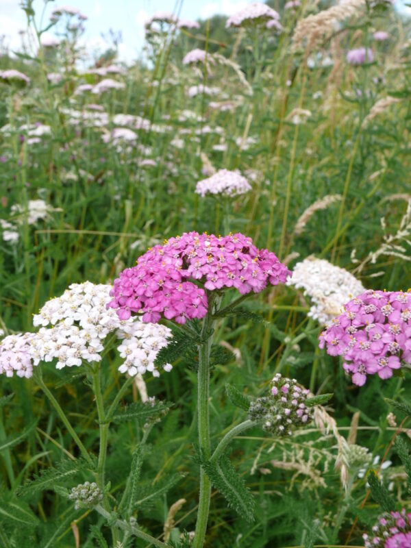 UM11 - Patchwork Wildflower Mix