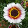 Purple, red, yellow, pastel blue and white flowers from the UM3 Candy Floss Mix wildflower blend