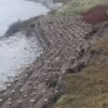 Brushwood faggots laid along a riverbank to control erosion and stabilise the bank
