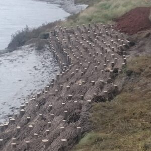 Brushwood faggots laid along a riverbank to control erosion and stabilise the bank
