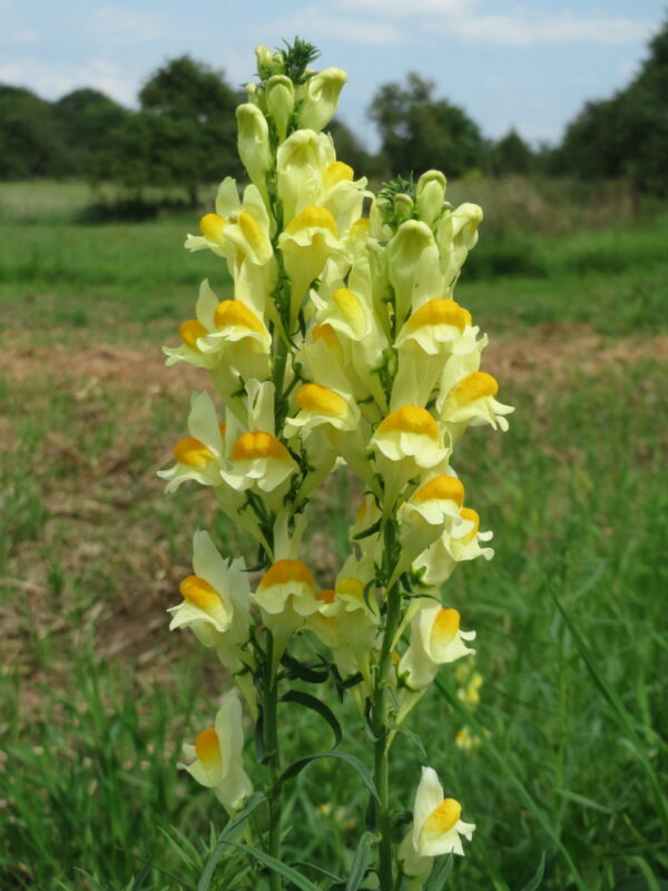 UM13 - Treasure Trove Wildflower Mix