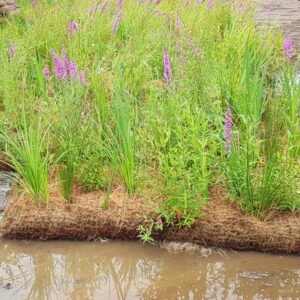 Pre-established coir pallet with native wetland plants growing, ready for riverbank or pond-edge installation