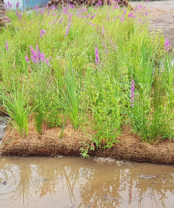 Coir Pallets