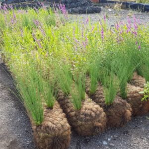 Pre-planted coir roll with established wetland plants along a riverbank