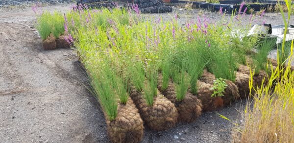 Coir Rolls