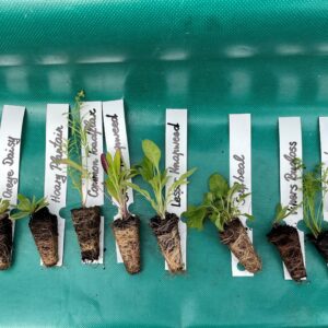 Trays of native British wildflower plug plants ready for planting