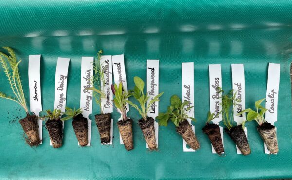 Native British Wildflower Plug Plants