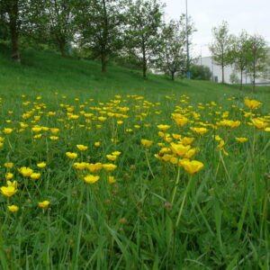 BFS 11a coastal floodplain grassland meadow seed mix pack