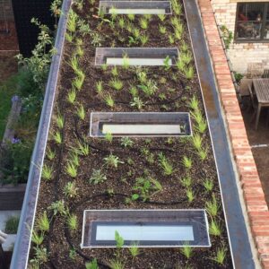 Extensive sedum green roof planted on a UK commercial building