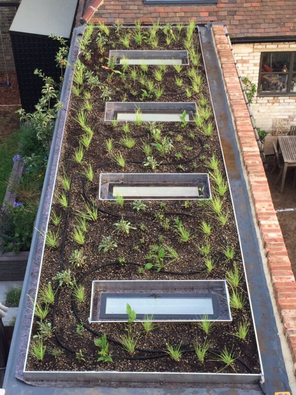 Green Roofing
