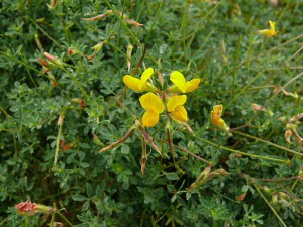 BFS 8 - High Nutrient Initial Establishment Wildflower Grassland Mix - 50% Flora