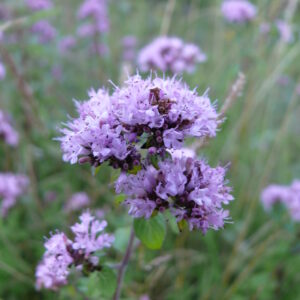 Low-growing flowering wildflower lawn mix in bloom, an alternative to a grass lawn