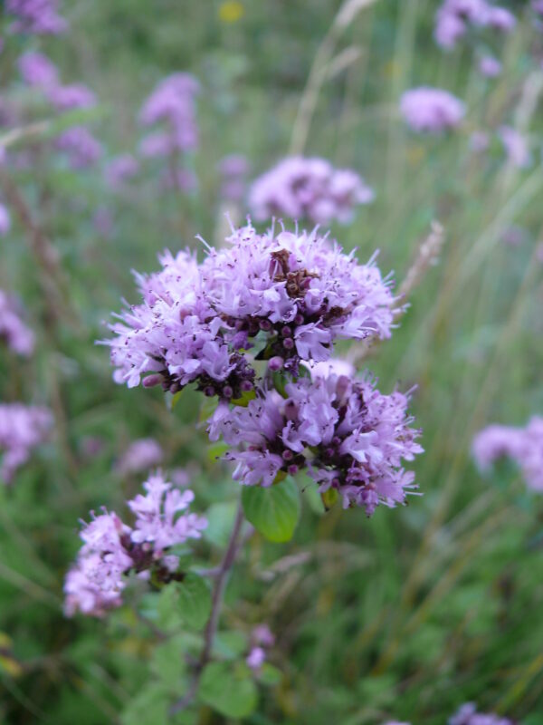 BFS 130 - Flowering Grassless Lawn Wildflower Seed Mix - 100% Flora