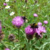 BFS3(F) floodplain wildflower meadow mix growing in a seasonally flooded lowland meadow