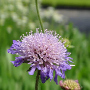 BFS7(F) Calcareous Grassland 100% wildflower seed mix pack