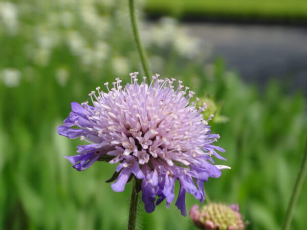 BFS7(F)- Calcareous Grassland 100% Wildflower Seed Mix