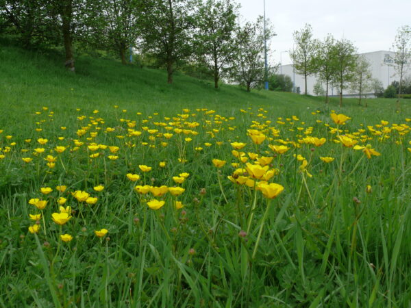 BFS11A(F)- Coastal Floodplain 100% Meadow Mix
