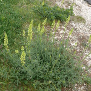 Flowering wildflower meadow established from the BFS14(F) brownfield site seed mix