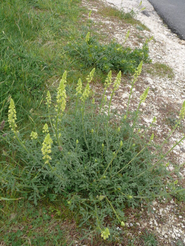 BFS14(F) - Brownfield Site 100% Wildflower Mix