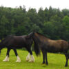 Pony Paddock Mix Including Herbs, a grass and herb seed blend for equine grazing paddocks