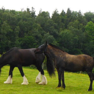 Pony Paddock Mix Including Herbs, a grass and herb seed blend for equine grazing paddocks