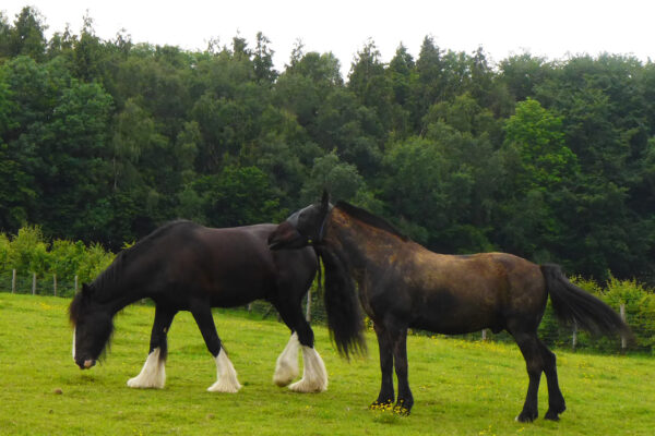 Pony Paddock Mix Including Herbs