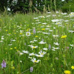 Species-rich 100% wildflower meadow mix in flower, showing a mix of native British wildflowers including oxeye daisy and knapweed