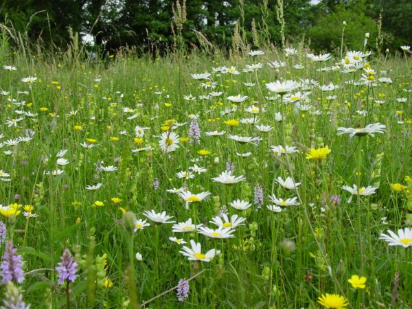 BFS 10 - Species Rich Wildflower Meadow Seed Mix