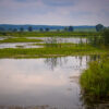 Wet, low-lying grassland sown with wetland-tolerant grass seed mix