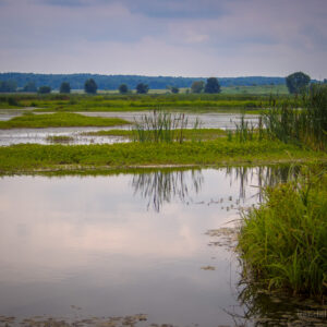 Wet, low-lying grassland sown with wetland-tolerant grass seed mix