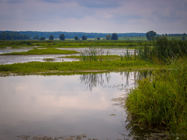 Wetland & Wet Soil Grass Mix