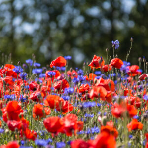 Red poppies and blue cornflowers in flower from the poppy and cornflower wildflower seed mix.