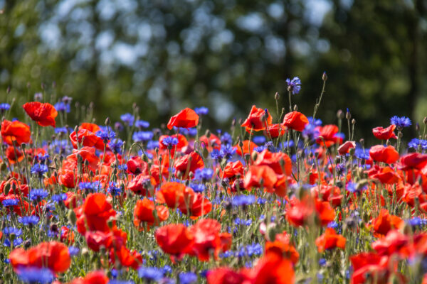 100% Poppy & Cornflower Mix