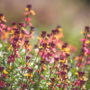 Golden Summer wildflower mix in bloom, showing yellow, gold and burnt orange flowers