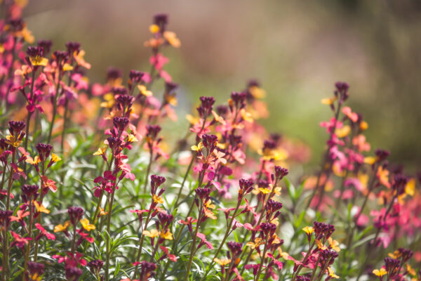 UM6 - Golden Summer Perennial Wildflower Mix