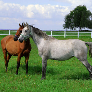 Bag of Natural Meadow and Laminitics grass seed mix for horse pasture
