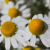 UM7 hardy annual wildflower mix in flower, mixed annual blooms including poppies, cornflowers and marigolds