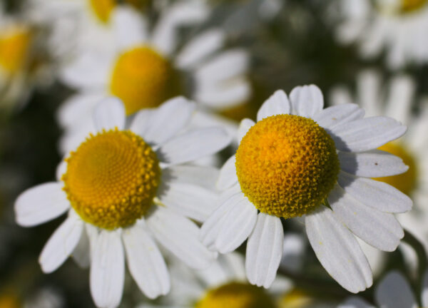 UM7 - Hardy Annuals Wildflower Mix