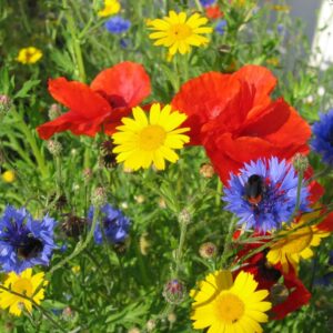 Cornfield annuals wildflower seed mix in flower, with corn poppy and cornflower prominent among the six species.