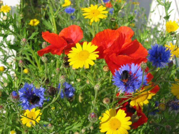 BFS 110 - Cornfield Annuals Wildflower Seed Mix - 100% Flora