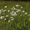 Acid grassland wildflower seed mix for sandy or peaty soils