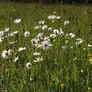 Acid grassland wildflower seed mix for sandy or peaty soils