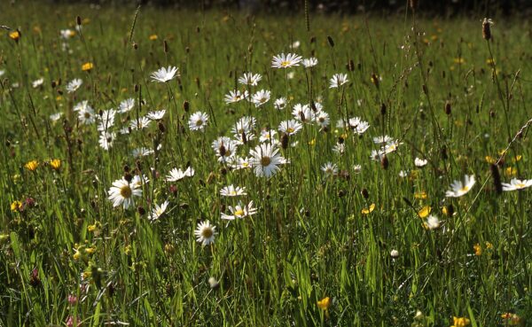 BFS 2 - Acid Grassland Wildflower Seed Mix for Sandy or Peaty Soils