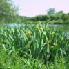 Wetland and pond edge wildflower seed mix for pond margins, streams and ditches