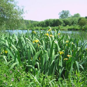 Wetland and pond edge wildflower seed mix for pond margins, streams and ditches