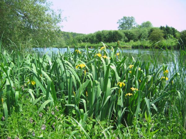 BFS 5 - Wetland & Pond Edge Wildflower Seed Mix