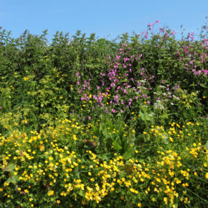 BFS 6 Hedgerow & Shade wildflower seed mix